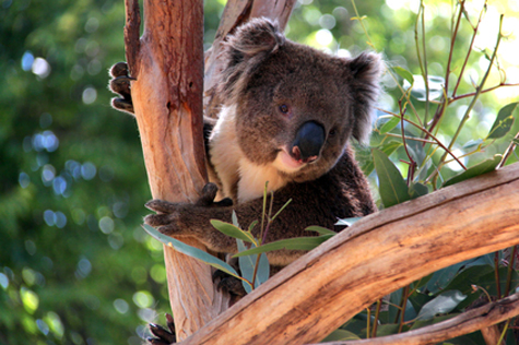 Smiling Koala in a Eucalyptus Tree, Adelaide, Australia